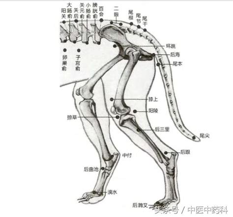 狗穴|狗狗身體針灸穴位圖，26處改正探討